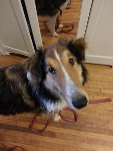 1010825_471521049604880_475956265_n