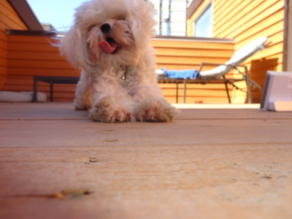 tumblr_n5vx3yQkku1tcs9lao1_1280